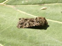 Naenia typica 2, Splinterstreep, Saxifraga-Marijke Verhagen