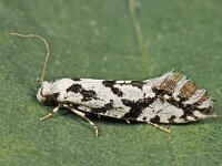 Nemapogon nigralbella