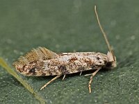 Nemapogon variatella