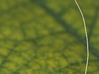 Nematopogon swammerdamella 2, Saxifraga-Zoran-Bozovic