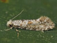 Nemaxera betulinella