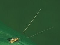 Nemophora degeerella