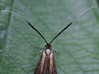 Nemophora degeerella 3, Saxifraga-Rutger Barendse