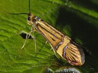 Nemophora degeerella #07500 : Nemophora degeerella
