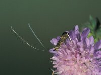 Nemophora metallica