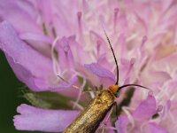 Nemophora metallica, Gouden langsprietmot, Saxifraga-Foto Fitis-Adriaan Dijksen