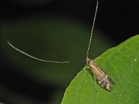 Nemophora ochsenheimerella 2, Geoogde langsprietmot, male, Saxifraga-Ab H Baas