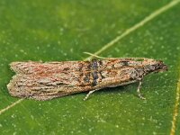 Nephopterix angustella