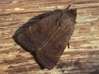 Noctua comes, Lesser Yellow Underwing