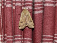 Noctua pronuba, Greater Yellow Underwing