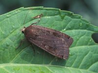 Noctua pronuba 2, Huismoeder, Vlinderstichting-Nely Honig