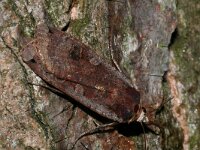 Noctua pronuba 3, Huismoeder, Saxifraga-Kars Veling