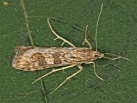 Nomophila noctuella 3, Saxifraga-Zoran-Bozovic