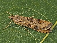 Nomophila noctuella 4, Saxifraga-Zoran-Bozovic