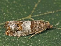 Notocelia trimaculana