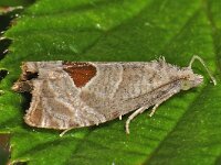 Notocelia uddmanniana 01 #45026 : Notocelia uddmanniana, bramenbladroller