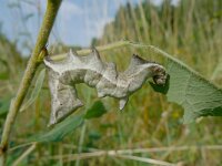 Notodonta ziczac 2, Kameeltje, Saxifraga-Mark Zekhuis