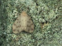 Nudaria mundana, Muslin Footman