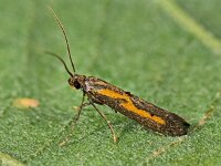 Ochromolopis ictella