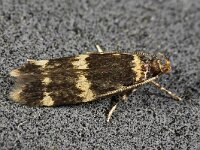 Oegoconia deauratella