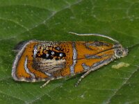 Olethreutes arcuella