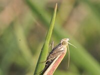 Oncocera semirubella