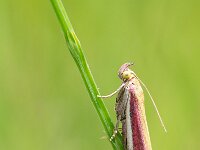 Oncocera semirubella 4, Prachtmot, Saxifraga-Gerard de Jong : Insect, Käringtandsmott, Kællingetandhalvmøl, Macro, Oncocera semirubella, Overig, Prachtmot, Rhabarberzünsler, Saxifraga Beeldbank, moth, nachtvlinder