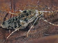 Operophtera brumata, Winter moth