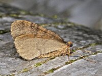 Operophtera brumata #41145 : Operophtera brumata, Kleine wintervlinder