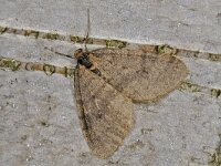 Operophtera brumata #41147 : Operophtera brumata, Kleine wintervlinder