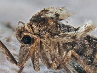 Operophtera brumata #41054..67 : Operophtera brumata, Kleine wintervlinder, female