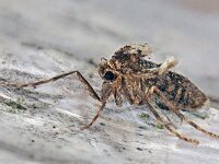 Operophtera brumata #41054..67 : Operophtera brumata, Kleine wintervlinder, female