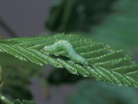 Operophtera brumata 4, Kleine wintervlinder, Saxifraga-Frits Bink