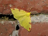 Opisthograptis luteolata 2, Hagedoornvlinder, Saxifraga-Jaap Schelvis