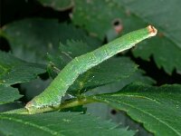 Spanner D5226  Spanner Oud bergentheim op 14 augustus 2013 : Naar Naturalis in 2013