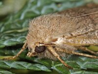 Orthosia cerasi, Common Quaker