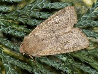 Orthosia spec 01 #42421 : Orthosia cerasi, Common Quaker, Tweestreepvoorjaarsuil