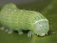 Orthosia cerasi 5, Tweestreepvoorjaarsuil, Saxifraga-Ab H Baas