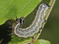 Orthosia cruda, Small Quaker