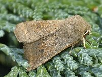 Orthosia spec 03 #15789 : Orthosia cruda, kleine voorjaarsuil, Small quaker