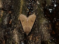 Orthosia cruda 21, Kleine voorjaarsuil, Saxifraga-Joep Steur