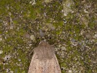 Orthosia cruda 22, Kleine voorjaarsuil, Saxifraga-Luc Hoogenstein : Lunetten, Voorjaarsuil
