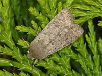 Orthosia cruda 01 #11472 : Orthosia cruda, Kleine voorjaarsuil