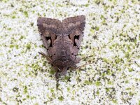 Orthosia gothica 11, Nunvlinder, Saxifraga-Luc Hoogenstein : Lunetten