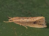 Orthotelia sparganella