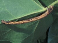 Ourapteryx sambucaria, Swallow-tailed Moth