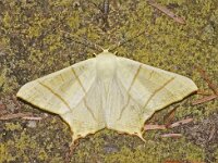 Ourapteryx sambucaria 11, Vliervlinder, Saxifraga-Foto Fitis-Adriaan Dijksen