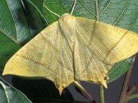 Ourapteryx sambucaria 2, Vliervlinder, female, Saxifraga-Frits Bink