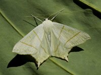 Ourapteryx sambucaria 3, Vliervlinder, Saxifraga-Jan van der Straaten