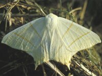 Ourapteryx sambucaria 4, Vliervlinder, Saxifraga-Janus Verkerk